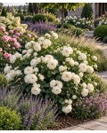 Shrub Rose Артеміс використання